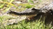 Crocodile Attack at Magnetic Island Resort: Staff Member Bitten