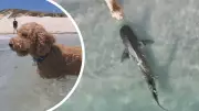 Drone Footage Captures Dog's Close Shark Encounter at Perth's Whitfords Beach