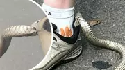 Eastern Brown Snake Tangled in Shoe Loop Stuns Sydney Catcher