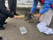 Five People and Puppy Rescued from Sinking Boat off Queensland Coast