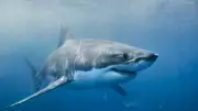 Great White Shark Encounter: Spearfisherman's Close Call at Esperance
