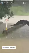 Massive Crocodile Spotted Crossing Bridge in Far North Queensland