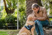 Perth Urgently Needs Volunteers to Board Seeing Eye Dogs