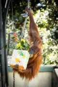 Perth Zoo Orangutans Enjoy Early Christmas Gifts in Enrichment Tradition