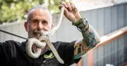 Snake catcher's advice: Don't panic, Canberra's eastern browns often pose no threat