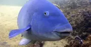 Third Blue Groper Killing Sparks Outrage, Fuels Calls for NSW Marine Sanctuary