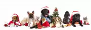 Top Christmas Pet Gift Deals 2025: Save on Treats, Beds & More