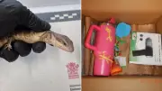 UQ Student Jailed for Smuggling Blue-Tongue Lizards to Hong Kong