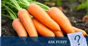 Why Your Carrots Taste Bland: The Science Behind Flavour Loss
