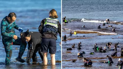 38 Fines Issued as Greedy Fishers Flout Strict Abalone Hour Rules in WA