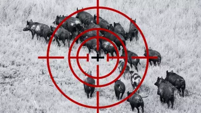 Aerial Shooters Target Feral Pigs Trapped by Queensland Floods