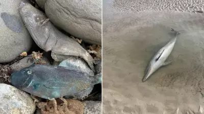 Algae Crisis Hits SA Coast: Tourism Plummets as River Murray Booms