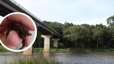 Barron River Bridge design advances to protect Cairns' micro-bats