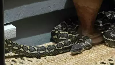 Brisbane Woman Wakes to 2.5m Carpet Python Curled Up on Her Bed