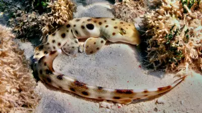 Cairns Sharks Defy Biology: Breeding Without Extra Energy