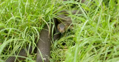 Central Coast man airlifted after brown snake bite while mowing lawn