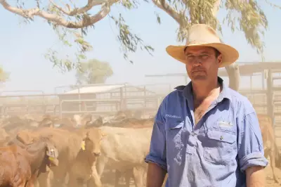 China's 46.7% Beef Tax Shocks WA Industry: Trade War Fallout Assessed