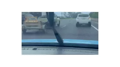 Dachshund's 2km M1 dash halts peak-hour traffic between Gold Coast and Brisbane