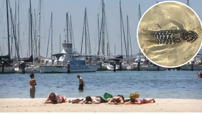 Deadly Blue-Ringed Octopus Spotted at Eastern Beach Among Children