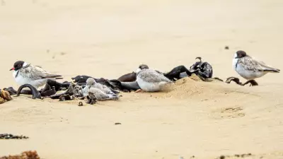 Dog owners face $50k fines after hooded plovers killed at Victorian beaches