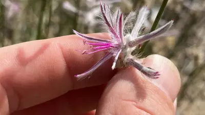 Extinct Queensland Shrub Rediscovered After 56 Years in Dramatic Find