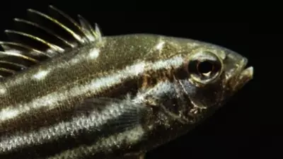 Far North Queensland Fish Thrive on Fruit, Revealing Unique Bush Tucker Diet