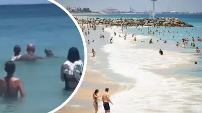 Friendly Seal Delights Perth Beachgoers in Adorable City Beach Encounter