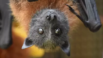Geelong's Grey-headed Flying Foxes at Risk as Sprinkler System Delayed