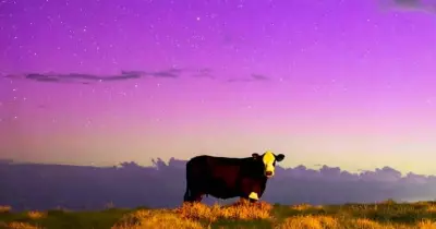Gerringong Cow Unimpressed by Aurora Australis Display