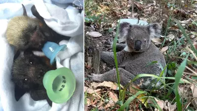 Heatwave Crisis: How to Protect Australia's Wildlife and Pets from Extreme Temperatures