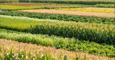 How IoT Sensors Are Transforming Australian Crop Monitoring in 2026