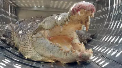 Man attacked by crocodile at North Queensland creek, airlifted to hospital