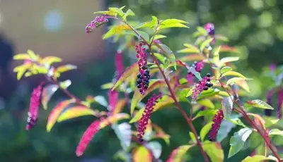 Poisonous Pokeweed Detected in Stirling: Urgent Alert for Carine & Mirrabooka