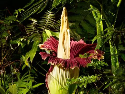 Rare 'Corpse Flower' Set to Bloom in Adelaide, Drawing Crowds with Its Foul Scent