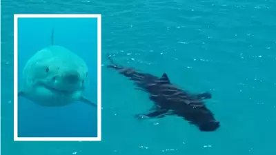 Rare Great White Pairing Tracked Off Esperance by WA Documentary Maker