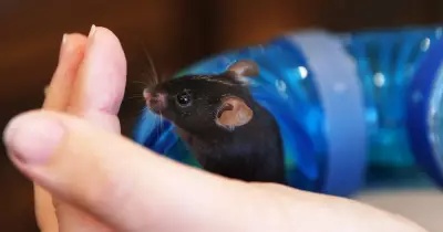 Rare 'Mischief' of Mice Seek Homes at Hunter RSPCA Shelter