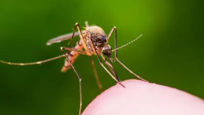 Ross River Virus Detected in Geelong Mosquitoes: Urgent Health Warning Issued