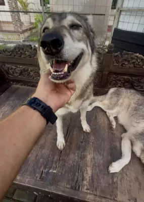 Sleep With Wolves in Bali: Aussies Can Now Experience Unique Wildlife Encounter