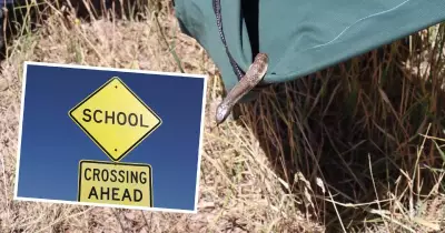 Snakes in Canberra Schools: Eight Sightings in 2025 and Expert Safety Advice