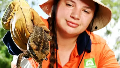 Townsville on High Alert: Fears of Cane Toad Boom Prompt Urgent Community Action