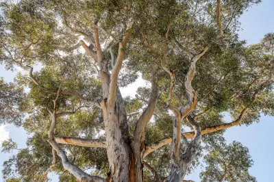 Tree Bark's Hidden Power: Aussie Study Reveals 6 Trillion Microbes Clean Our Air