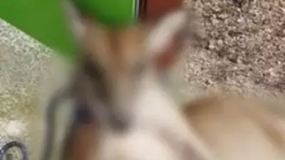 Wallaby Found Tied Up With Beer Can in Pouch in Cairns, Police Investigate