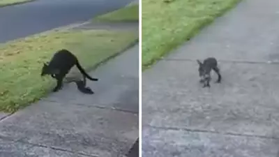 Wallaby Joey Rescued in Warrnambool After Falling from Mother's Pouch