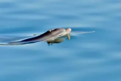 Young Mandurah Dolphin LouLou Dies After Stranding, Highlighting Population Pressures