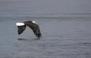 35,000 Bald Eagles Gather in BC for Epic Salmon Feast: A Wildlife Spectacle