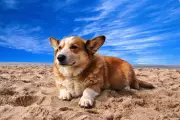 5 Beach Hazards That Could Land Your Dog in the Vet This Summer