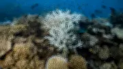 Absent Trade Winds Fuel Coral Bleaching on Great Barrier Reef