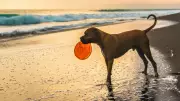 Algal Bloom Alert: Dog Owners Warned as Toxic Outbreaks Hit SA Beaches