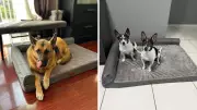 Aussie Pet Owners Snag Top-Rated Orthopedic Dog Bed for Just $59.49