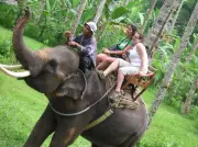 Bali Zoo Ends Elephant Rides After Years of Pressure from Animal Welfare Groups